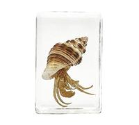 FHUILIJH Modèle de spécimen de Bernard-l'ermite en résine véritable - spécimens de Crabe ambré en résine Artificielle - pour l'affichage de la cognition d'enseignement des,B,45mm