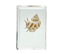 FHUILIJH Modèle de spécimen de Bernard-l'ermite en résine véritable - spécimens de Crabe ambré en résine Artificielle - pour l'affichage de la cognition d'enseignement des,C,45mm