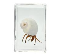 FHUILIJH Modèle de spécimen de Bernard-l'ermite en résine véritable - spécimens de Crabe ambré en résine Artificielle - pour l'affichage de la cognition d'enseignement des,E,45mm