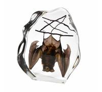 FHUILIJH Modèle de spécimens de Chauve-Souris incrustés en résine - Spécimens éducatifs de Vraies Chauves-Souris - pour Fournitures pédagogiques de Maternelle,Clear,12cm