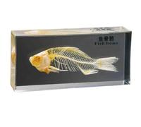 FHUILIJH Modèle de Squelette de Poisson Spécimen d'anatomie de Squelette de Poisson intégré pour l'enseignement des Sciences en Classe,Clear,16cm