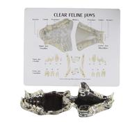 FHUILIJH Modèle Dentaire vétérinaire pour Animaux de Compagnie Dents de Chat Transparentes Modèle Oral d'enseignement canin Modèle d'animal de Compagnie pour Outil éducatif vétérinaire,Clear,9cm