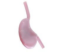 FHUILIJH Modèle d'estomac Creux Modèle d'enseignement de la résection du pli du Fond d'œil gastrique en Silicone pour Les Organes d'enseignement médical,B