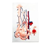 FHUILIJH Modèle d'unité rénale Anatomique - Modèle de Corpuscule rénal élargi - pour l'enseignement et l'explication Modèle médical,Flesh,20cm