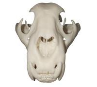 FHUILIJH Modèle simulé de crâne de Jaguar - modèle de réplique de crâne d'animal - pour l'enseignement médical, la Collection d'art, la décoration de Peinture,Marron,8cm