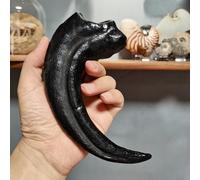 FHUILIJH Noir,15cm, Réplique de fossile de Griffe de Dinosaure Taille réelle Modèle de Griffe de vélociraptor pour Reproduction de spécimen de Dinosaure