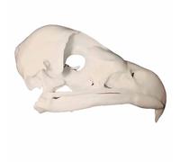 FHUILIJH Ornement de modèle de crâne d'aigle, taxidermie véritable Animaux crâne décor, pour Ornement de décor de fête d'halloween,Blanc,5cm