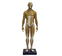 FHUILIJH Résine Masculine Corps Humain Modèle Anatomique musculo-squelettique Modèle d'anatomie musculo-squelettique Humaine pour Outils d'art,Beige,30cm