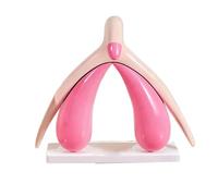 FHUILIJH Rose,16cm, Modèle Anatomique du Clitoris et de l'utérus Humain, pour l'éducation en Sciences médicales et décoration en médecine esthétique