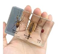 FHUILIJH Spécimen d'araignée Scorpion - véritable spécimen d'araignée en résine - pour l'enseignement des Sciences, collectionneurs de bizarreries,Clear,8cm