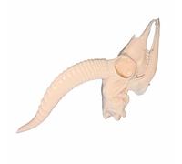 FHUILIJH Spécimen de crâne d'antilope, taxidermie véritable Animaux crâne décor, pour l'enseignement des Sciences, Collection,Flesh,12cm