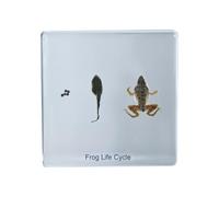 FHUILIJH Spécimen de développement de Grenouille en résine - Cycle de Vie des spécimens de Presse-Papier de développement de Grenouille - pour l'enseignement des Sciences,Clear,75mm