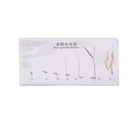 FHUILIJH Spécimen de l'histoire de la Croissance du Riz Spécimens de Riz en résine Transparente dans Une Classe de Sciences pour l'enseignement des Sciences,Clear,16cm