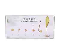 FHUILIJH Spécimen de maïs Résine incorporant des spécimens de Croissance de Plante Modèle de Plante en résine Transparente pour l'affichage pédagogique des Enfants,Clear,166mm