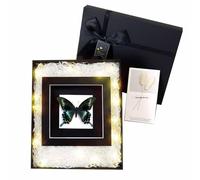FHUILIJH Spécimen de Papillon Naturel - taxidermie Papillon Shadow Box Cadre Photo - pour l'affichage pédagogique des Enfants,Noir,22cm