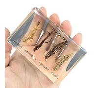 FHUILIJH Spécimen de Racine de Plante - Modèle éducatif Spécimen de Plante - pour l'affichage pédagogique cognitif de la Maternelle pour Enfants,Clear,8cm