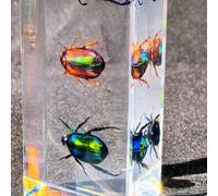 FHUILIJH Spécimen de résine d'insecte, spécimens de scarabée de taxidermie, pour l'enseignement des Sciences, Classe de biologie, passionnés de spécimens,Clear,11cm