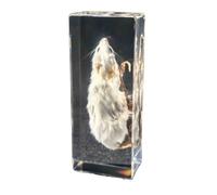 FHUILIJH Spécimen de Souris Blanche Résine Transparente Spécimen d'animal en résine pour l'enseignement des Sciences en Classe,Clear,11cm