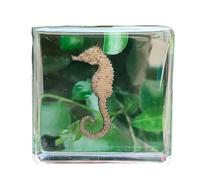 FHUILIJH Spécimen d'hippocampe simulé - Spécimens d'hippocampe en résine - Collection de taxidermie Animale pour l'enseignement des Sciences et l'ornement de Bureau,Clear,4cm
