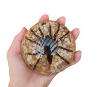 FHUILIJH Spécimen incrusté de résine d'araignée - Modèle éducatif de spécimens d'insectes - pour démonstration d'enseignement cognitif,Clear,102mm