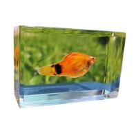 FHUILIJH Spécimens Authentiques d'animaux Marins Spécimens de Poissons Animal de l'océan en résine pour l'enseignement des Sciences,A,59MM