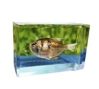 FHUILIJH Spécimens Authentiques d'animaux Marins Spécimens de Poissons Animal de l'océan en résine pour l'enseignement des Sciences,B,59MM