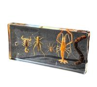FHUILIJH Spécimens d'arthropodes Véritables Insectes taxidermie Représentants d'arthropodes Modèle de Classe de Sciences Spécimens pour l'enseignement des Sciences,Clear,14cm