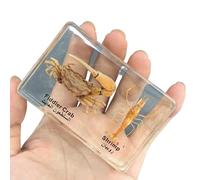 FHUILIJH Spécimens de Crabe et de crevette - Modèle de spécimen d'anatomie du Crabe - pour l'école Maternelle, Les Sciences en Classe et Les expositions à la Maison,Clear,85mm