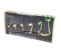 FHUILIJH Spécimens de Germination de soja Spécimens de Plantes à Cristaux biologiques préservés pour la Germination du soja pour l'enseignement des Sciences,Clear,14cm