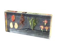 FHUILIJH Spécimens de Plantes dicotylédones, spécimen de résine végétale, Presse-papiers, Utilisation pour l'enseignement des Sciences, Classe de biologie,Clear,14cm