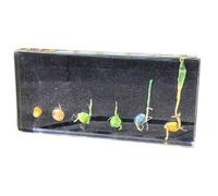 FHUILIJH Spécimens de processus de Germination du maïs Spécimen de résine de Germination de maïs Presse-Papier pour l'enseignement des Sciences,Clear,14cm