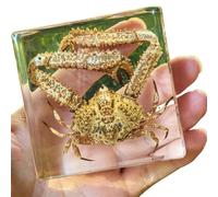 FHUILIJH Spécimens de Vrai Crabe - Vrai spécimen de Crabe en résine - pour l'enseignement des Sciences, collectionneurs de bizarreries,Clear,7c