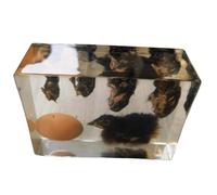 FHUILIJH Spécimens d'histoire de Vie de Poulet Développement de Poussin Spécimen Biologique intégré pour l'enseignement des Sciences,Clear,18cm