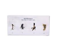 FHUILIJH système racinaire de la Plante spécimen Plante en Bloc Acrylique Cycle de Vie du Haricot biologie spécimens de Classe de Sciences,Clear,16cm