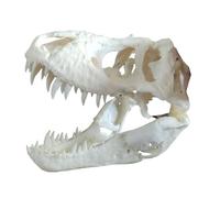 FHUILIJH Tyrannosaurus Rex crâne modèle - T-Rex crâne Statue - pour Halloween Collection Art Craft Teaching Prop,Blanc,19cm