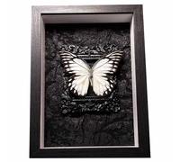 FHUILIJH Véritable encadré simulé Art Mural décoration Papillon présentoir Cadre Papillon Artisanat pour la Classe de Sciences enseignement des Sciences,Noir,22cm