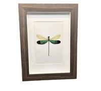 FHUILIJH Véritable Libellule Cadre Photo Collection de spécimens pour Halloween Decor & Curiosity Display,Marron,20cm