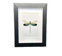 FHUILIJH Véritable Libellule Cadre Photo Collection de spécimens pour Halloween Decor & Curiosity Display,Noir,20cm