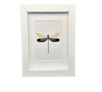 FHUILIJH Véritable Libellule Cadre Photo Collection de spécimens pour Halloween Decor & Curiosity Display,Blanc,20cm