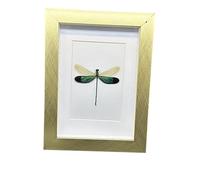 FHUILIJH Véritable Libellule Cadre Photo Collection de spécimens pour Halloween Decor & Curiosity Display,d'or,20cm