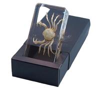 FHUILIJH Véritable modèle de spécimens de crabe - Modèle éducatif - Ambre artificiel - Spécimens de crabe en résine véritable - Pour les élèves du primaire et du collège popularisent l'affichage