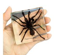 FHUILIJH Véritable spécimen d'araignée Insecte - résine Transparente ambrée - pour Enfants Spécimens de Sciences éducatives, Collection,A,7cm