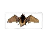 FHUILIJH Véritable taxidermie Animal Chauve-Souris spécimen en résine pour la Classe de Sciences Enseignement des Sciences Spécimens d'enseignement Spécimen d'insecte,Clear,14cm