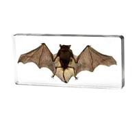 FHUILIJH Véritable taxidermie Animal Chauve-Souris spécimen - Vrais spécimens de Chauve-Souris - pour la Classe de Sciences Enseignement des Sciences,Clear,14cm