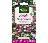 Vilmorin – Ficoïde Tapis magique