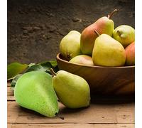 Fictory Poire artificielle, décoration réaliste en mousse, fausse poire verte pour décoration d'intérieur, accessoires de photographie, centre de table et présentoir de magasin