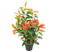 Ficus Artificiel Rouge et Vert avec Pot en Plastique Noir 80 cm