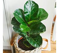 Ficus Bambino - Figuier Lyre | Plante en Cadeau pour Maison ou Bureau | 30-40 cm en Pot