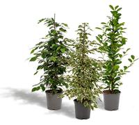 Ficus Benjamina Danielle - Ø21cm - ↕95cm + Ficus Benjamina Twilight - Ø21cm - ↕95cm + Ficus Microcarpa Moclame - Ø21cm - ↕95cm