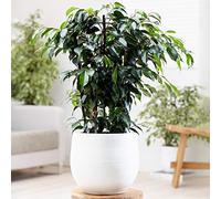 Ficus benjamina Danielle - Figuier pleureur | Plante à feuilles persistantes Plante en pot 30-40 cm